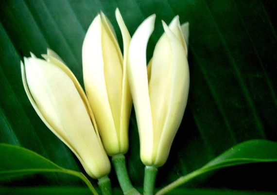 被誉为花香 之最 的白兰花 十月的注意事项你知道吗