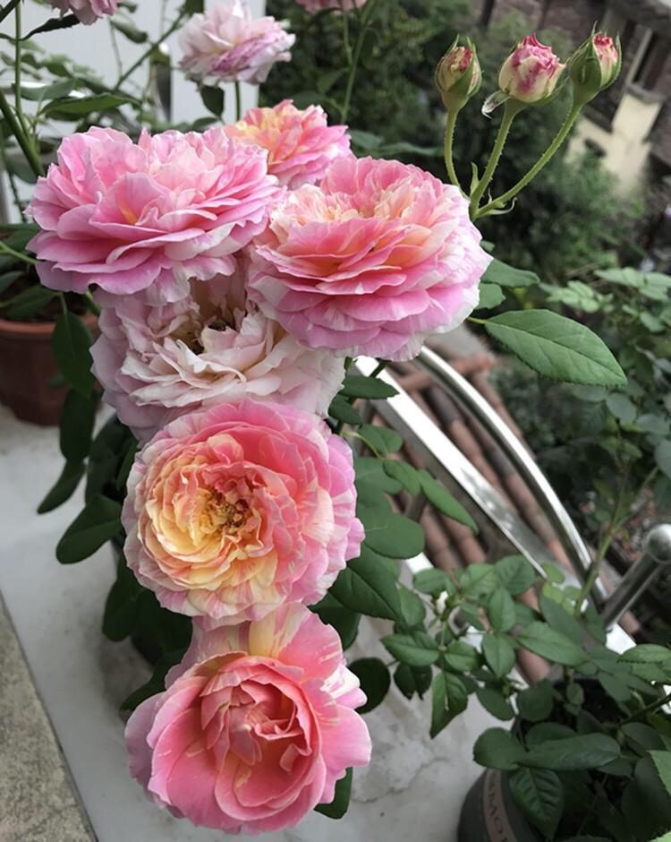 月季出现僵苗怎么办 3个小方法 新芽 花苞蹭蹭冒 开花99朵