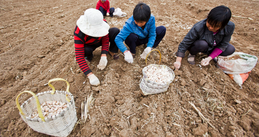 大蒜播种季蒜蛆问题影响大蒜生长4点措施防范蒜蛆危害