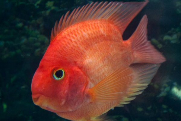 想要养出一缸红红的血鹦鹉,需要注意这些事项,你知道几个?