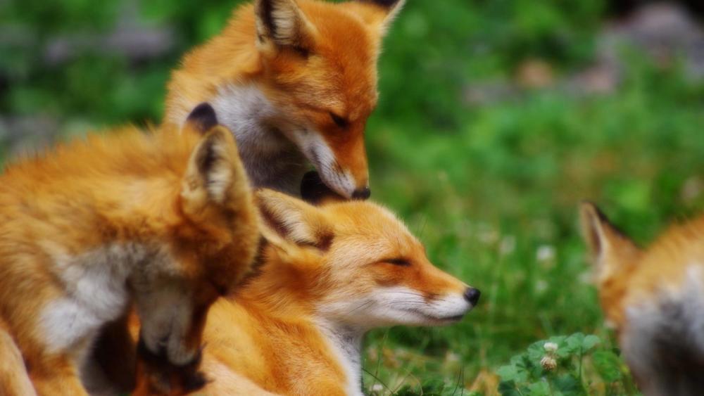 日本牧场 以狐为本 靠门票收入供养数十只狐狸 每只都有名字