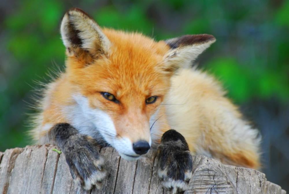 日本牧场 以狐为本 靠门票收入供养数十只狐狸 每只都有名字