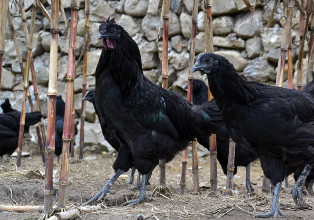 四川达州万源市一个镇盛产黑鸡黑鸡的知名度比镇还要高