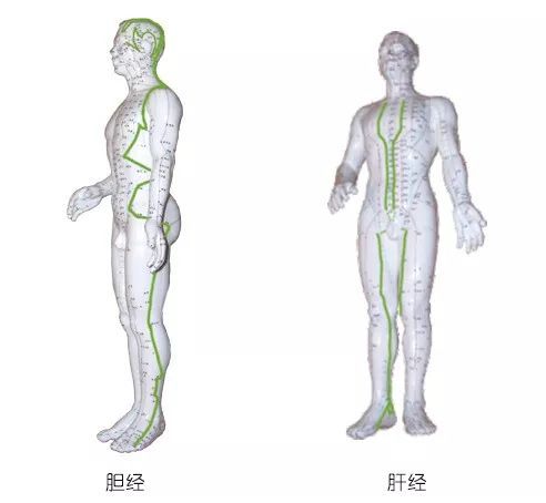 人体腿部肝胆经位置图图片