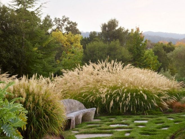 三,格拉茨芒关于这种芒草,花花觉得主要的一个作用就是赏它的花,虽然