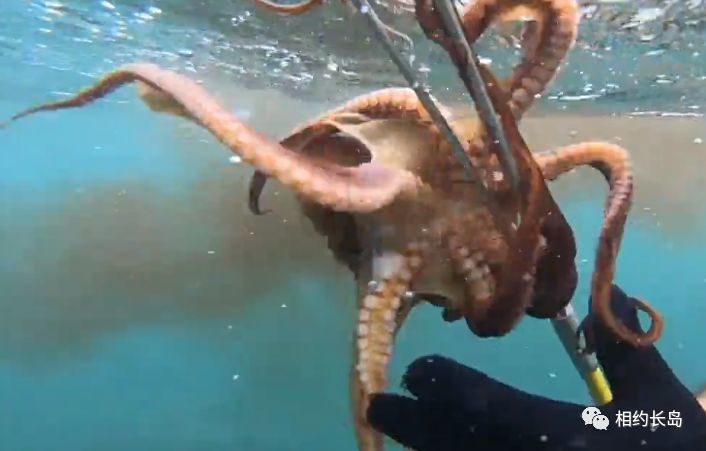 揭秘长岛 八蛸 乌贼的墨汁究竟能不能吃
