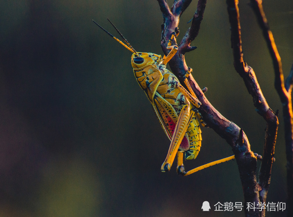 昆虫没有脑袋照样活 这是为什么 因为昆虫在用全身思考和呼吸