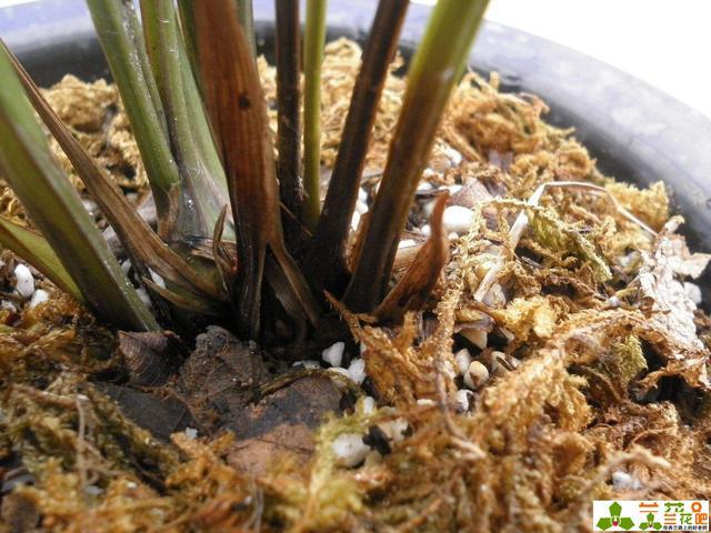 请问兰花得了茎腐病怎么办?