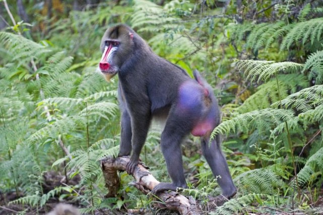 世界上最大的猴子西非的狒狒长什么样子