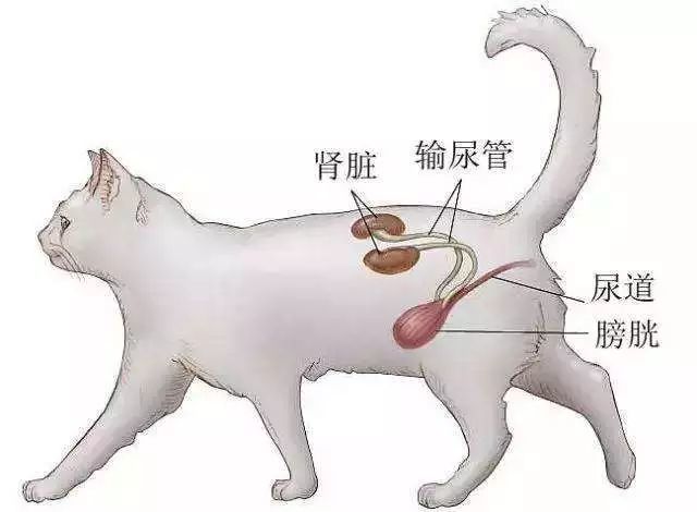 关注猫下泌尿系统疾病及如何预防,爱猫的你不容错过