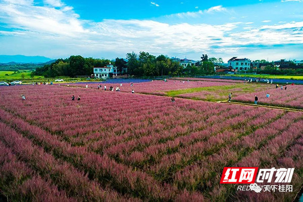 郴州桂阳县网红打卡地粉黛乱子草乱了你的心房