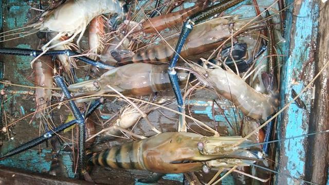 湄公河里罗氏虾泛滥成灾网友真的是太欠收拾了