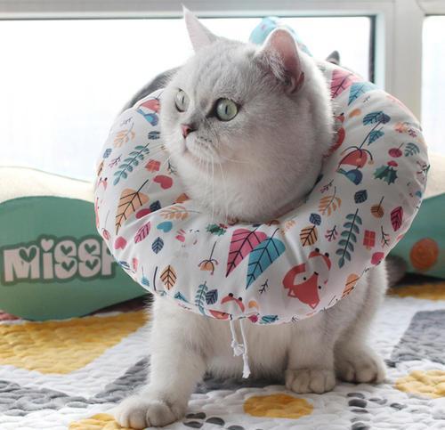 猫咪都以伊丽莎白圈为耻 两只猫咪戴上耻辱圈后 居然开始比美