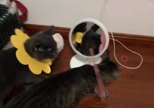 猫咪都以伊丽莎白圈为耻 两只猫咪戴上耻辱圈后 居然开始比美