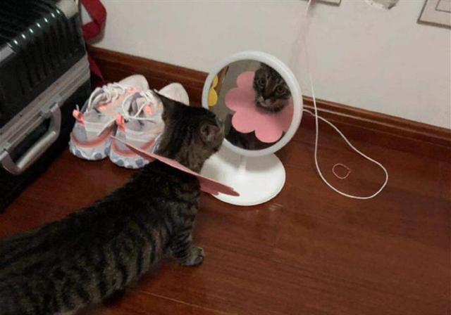 猫咪都以伊丽莎白圈为耻 两只猫咪戴上耻辱圈后 居然开始比美