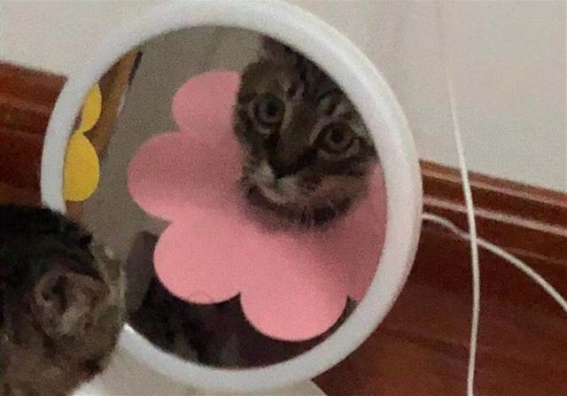 猫咪都以伊丽莎白圈为耻 两只猫咪戴上耻辱圈后 居然开始比美