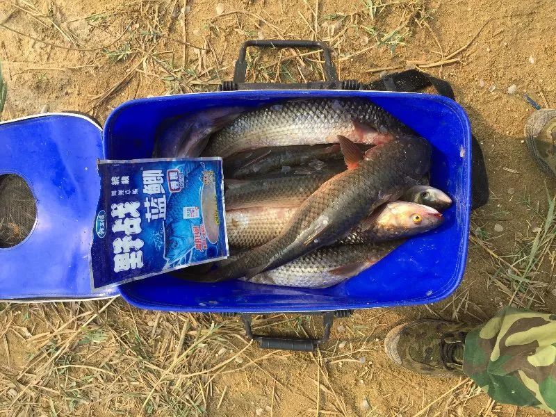 【釣友原創】野戰藍鯽 掃黑·麥芽糖釣梭魚,爆護啦!