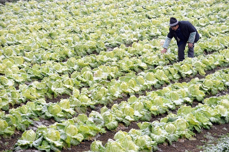 大白菜正是生长季 清楚白菜需肥规律 做好白菜施肥工作
