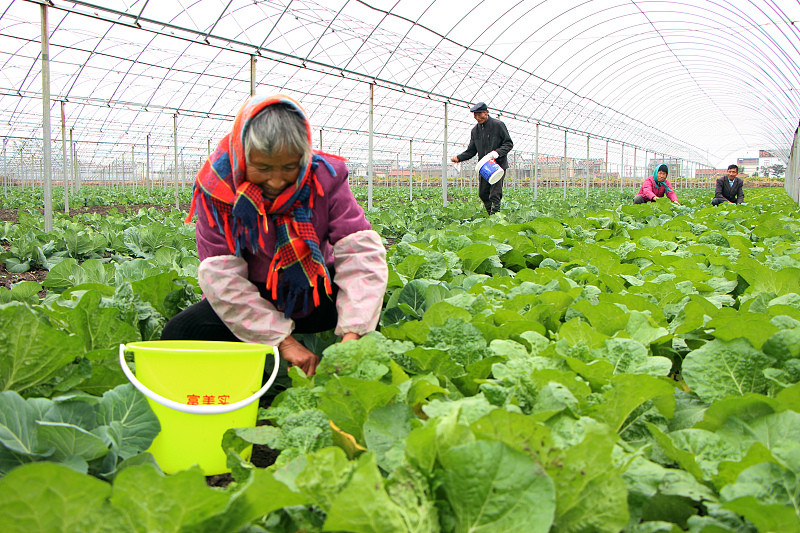 大白菜正是生长季 清楚白菜需肥规律 做好白菜施肥工作