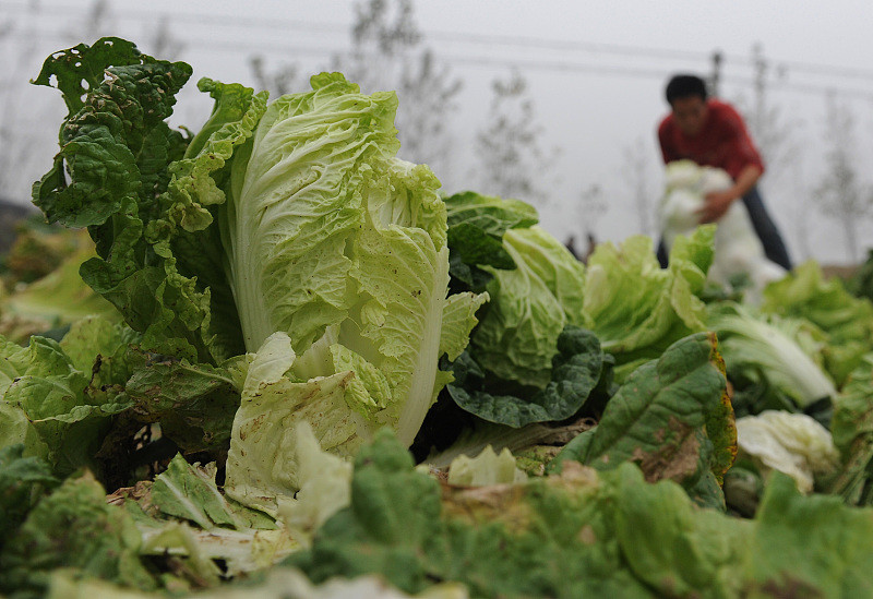 大白菜正是生长季 清楚白菜需肥规律 做好白菜施肥工作