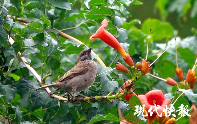 麻雀还爱吃花花 谁让这种花浑身抹了蜜呢 腾讯新闻