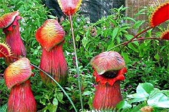 食人花真的会吃人吗 只是名字听上去吓人