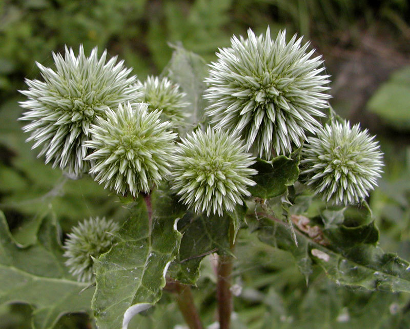 漏蘆 【別名】鬼油麻,狼頭花,野蘭 為植物菊科祁州漏蘆rhaponticum