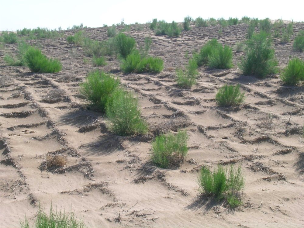 梭梭是什么这种奇怪又个性的草它为什么没有叶子