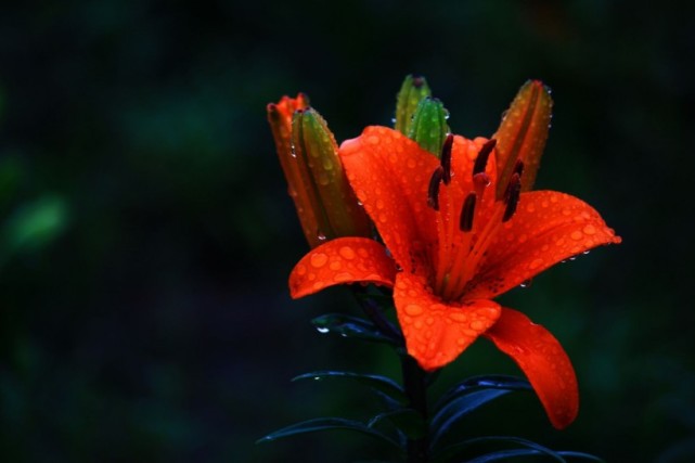 7月初期,桃花运和异性缘很好,人见人爱,花见花开的四大生肖