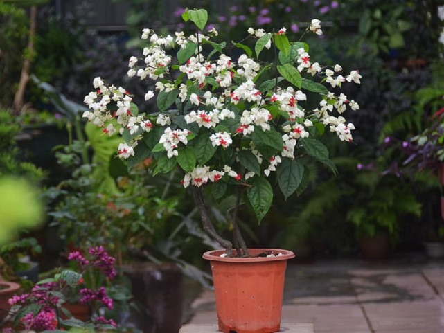 此款木本盆栽花卉 插土就能活 花朵美丽 开花勤快 还可做盆景 盆景 龙吐珠 花卉 盆栽花卉