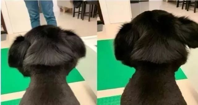 黑狗发量超多被剪成耳下2cm妹妹头 一回头妈妈尴尬 霸气狮子王 腾讯新闻