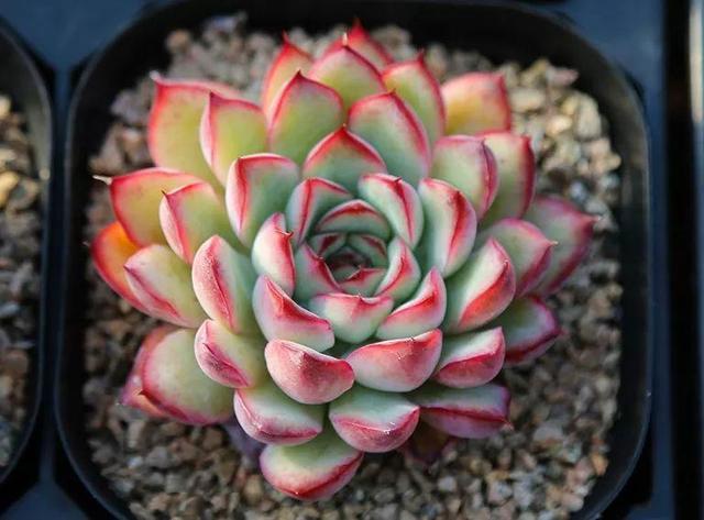 怎么样养多肉 才能变得越来越肉 4点经验之谈 腾讯新闻