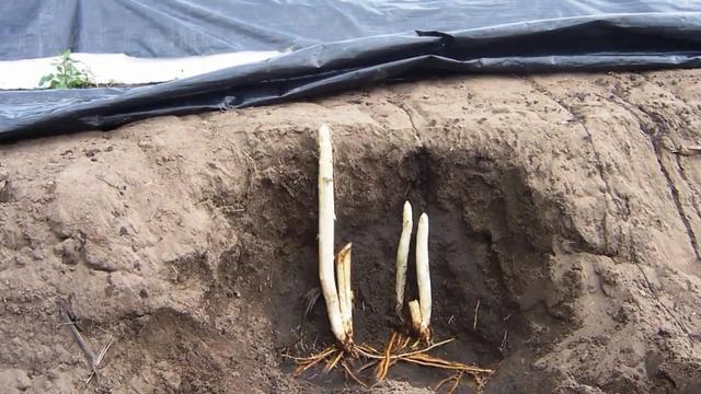 被称为"蔬菜之王"的贵族蔬菜白芦笋,你知道它们的种植过程吗?