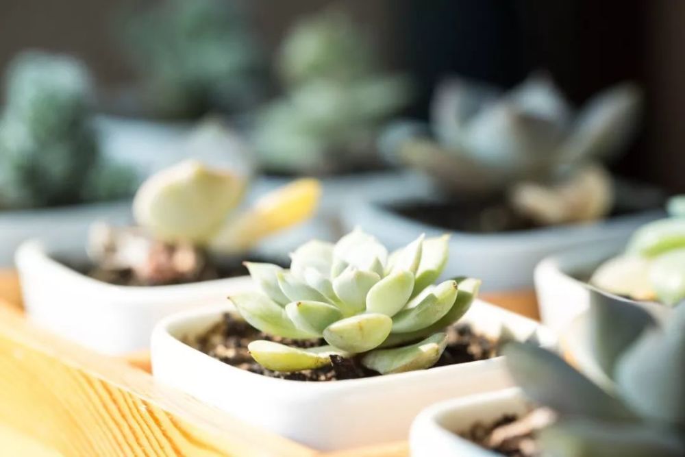 鹧鸪天|42句绝美诗词，一读就让人惊叹：哇，好温柔呀！