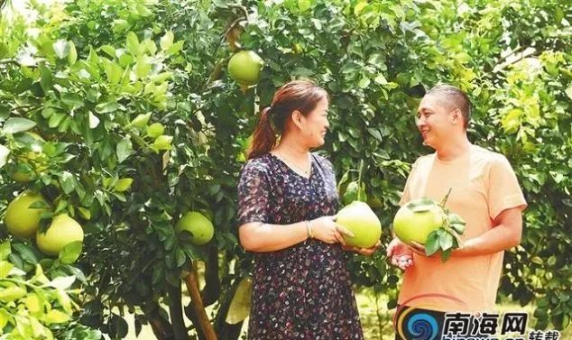 单个青柚最高卖398元安烁宇 柚子夫妇 是怎么做到的 腾讯新闻