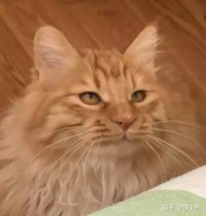 养猫之后 会慢慢讨厌猫吗 腾讯新闻