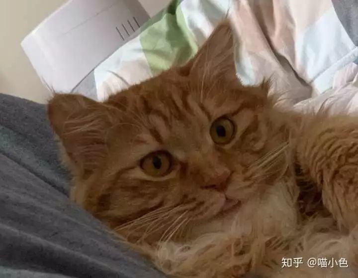 养猫之后 会慢慢讨厌猫吗 腾讯新闻