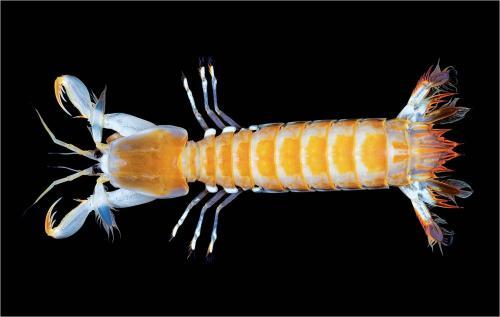 皮皮虾的本名叫做虾蛄,攻击能力很强.