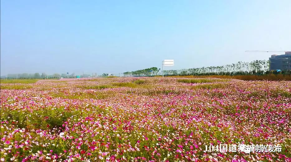 陌上花开蝴蝶飞花海明光盼君归