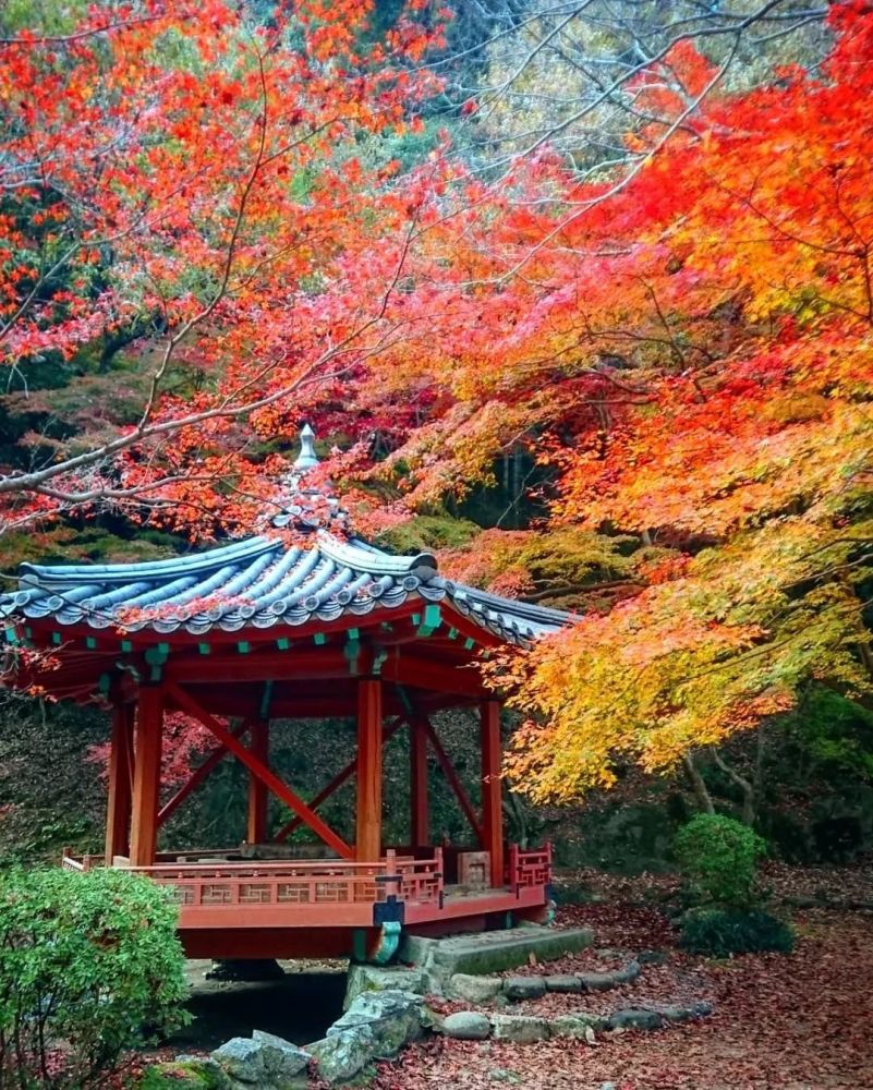 2019红叶季来袭 泡汤 小火车 夜赏 解锁100种姿势看枫叶满堂