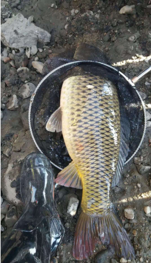 包食钓法,一个只需很短时间就能上大鱼的钓法,建议新手收藏