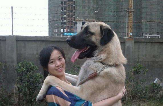 世界上最大的5种狗 中国藏獒居然落榜了 你知道是那些吗