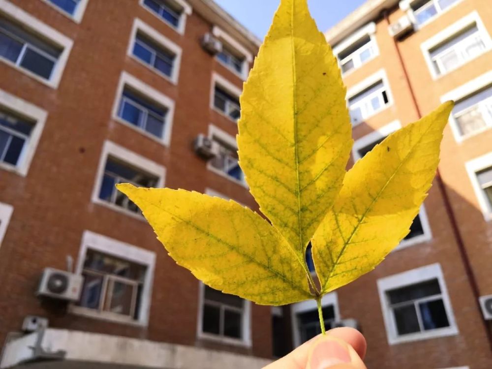 校园一角东院第五教学楼祝君安康在这个愈发清冷的季节不如拾一片树叶