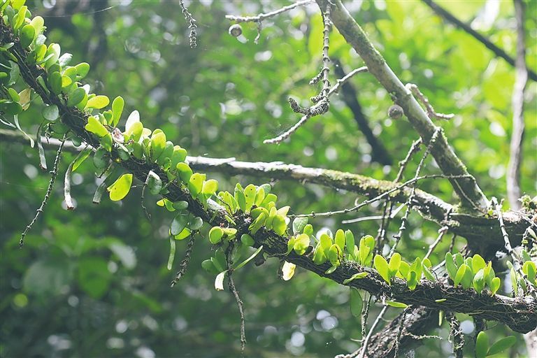 某些植物的有趣现象 它们会 附身 在其他植物上