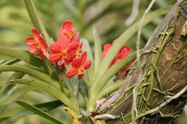 某些植物的有趣现象 它们会 附身 在其他植物上