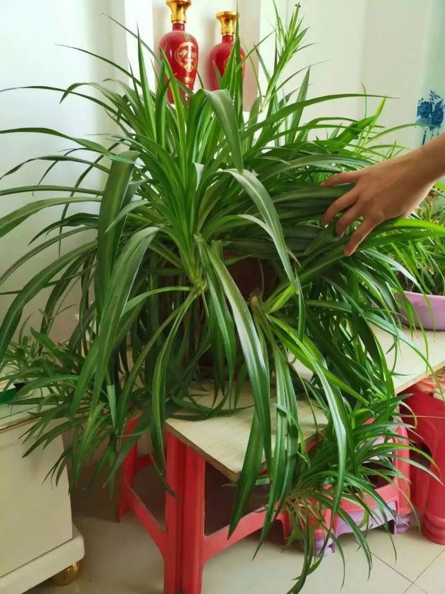 用压条的方法来繁殖吊兰,难度最低的培育方法,四季都能操作