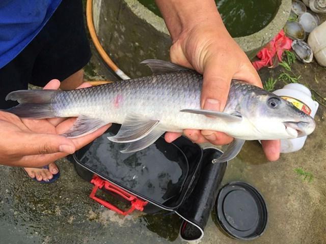 水庫中釣了條奇怪的魚它的嘴巴是朝下的看著很像鯪魚求鑑定