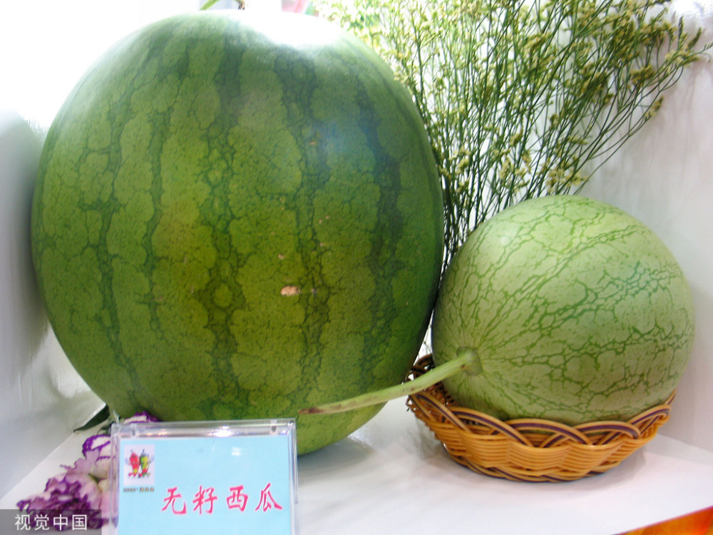 原理可能大家从初中生物书上都学过,先通过普通二倍体西瓜用秋水仙素