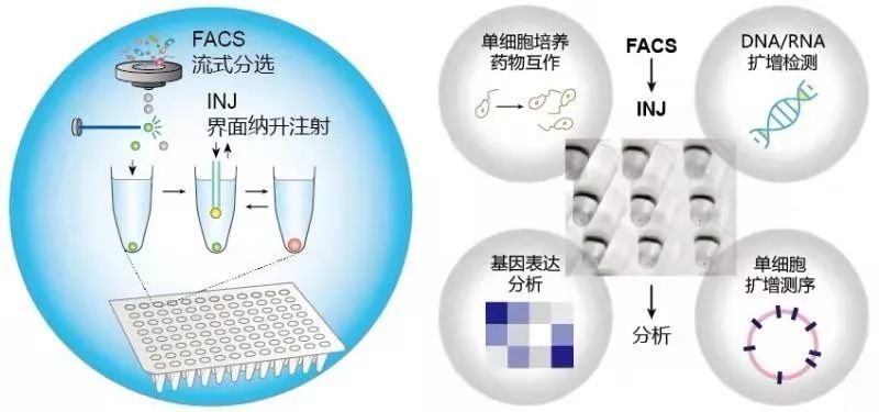 微生物所开发新型微滴反应筛选技术及单细胞分析应用