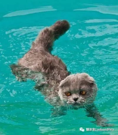 猫咪会游泳吗?当然!